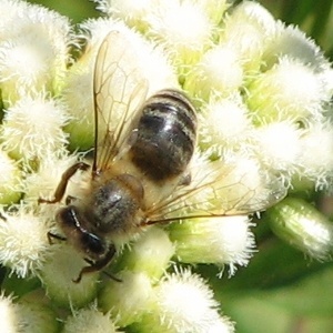 Bee