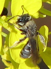 Bee