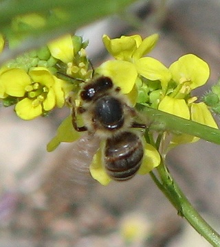 Bee