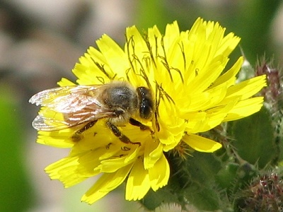 Bee