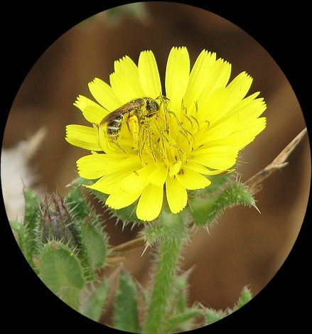 Bee in Pollen