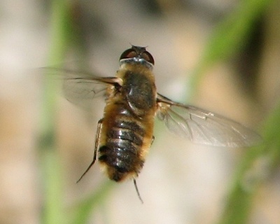 Bee Fly