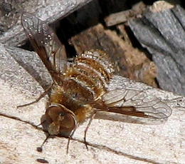 Bee Fly