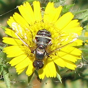 Bee Fly