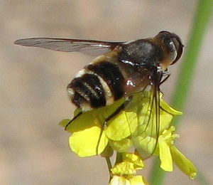 Bee Fly