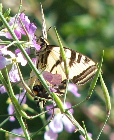 Tiger Swallowtail Butterfly