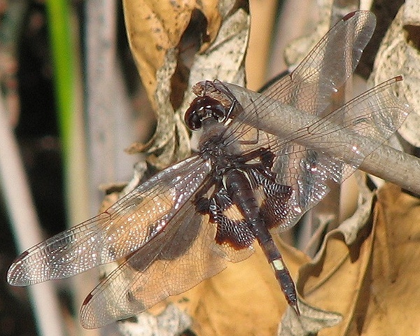 Dragonfly