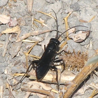 Spider Wasp