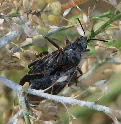 Western Boxelder Bug