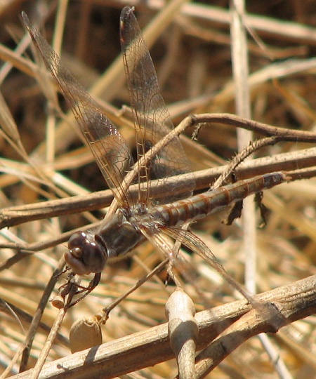 dragonfly