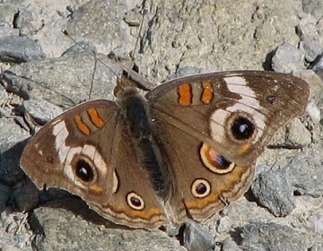 Common Buckeye Butterfly