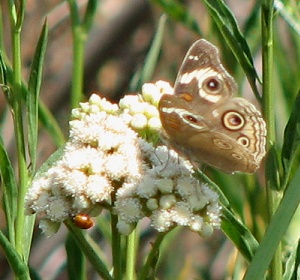 Common Buckeye Butterfly