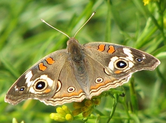 Common Buckeye Butterfly