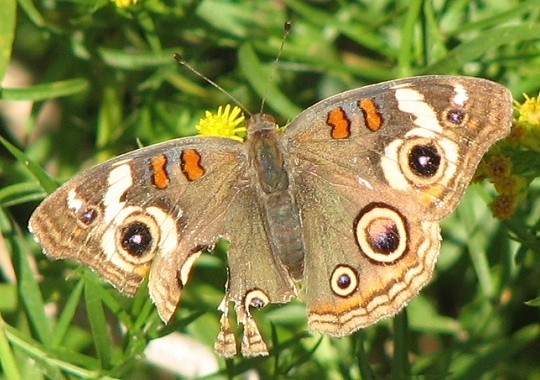 Common Buckeye Butterfly