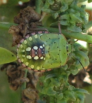 Southern Green Stink Bug Nymph