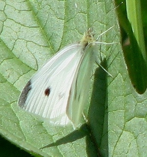 Cabbage Butterfly