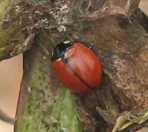 California Lady Beetle