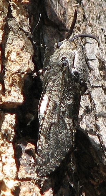 Carpenterworm Moth