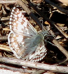 Checkered Skipper