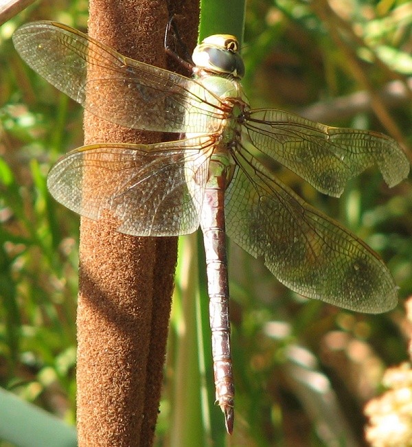 dragonfly