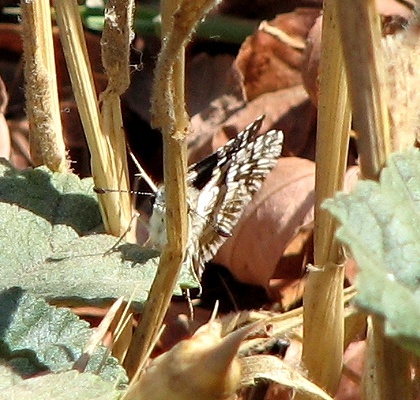 Checkered Skipper