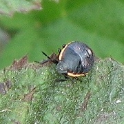 Chlorochroa