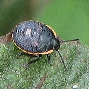 Chlorochroa