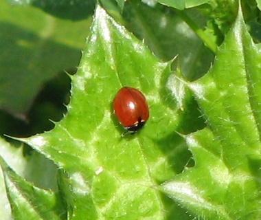 California Lady Beetle