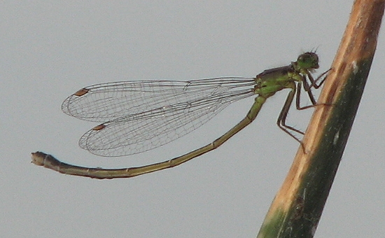 Damselfly