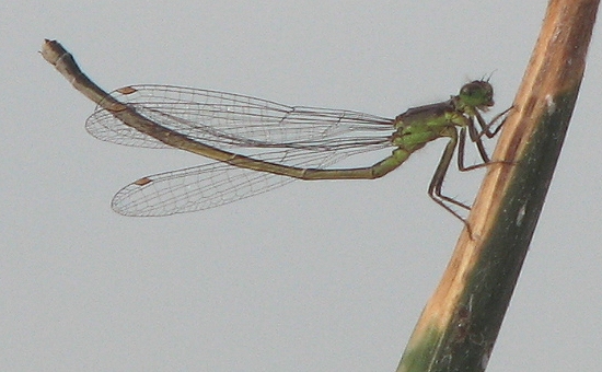 Damselfly