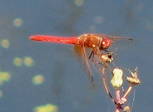 dragonfly