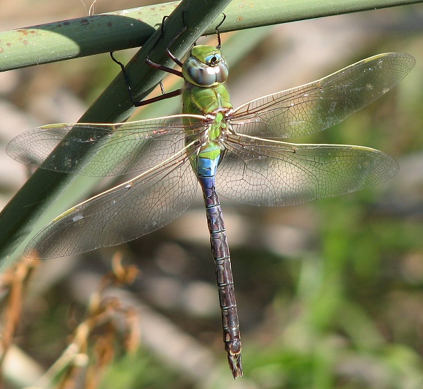 dragonfly