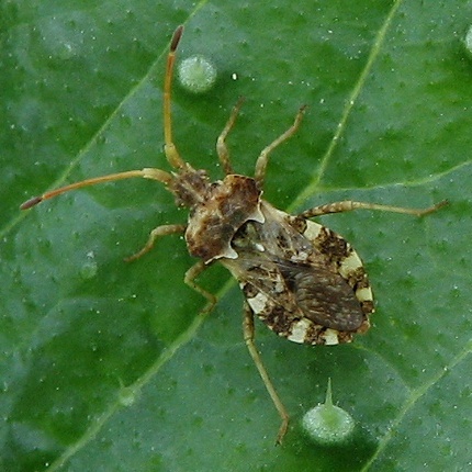 Leaf-footed Bug