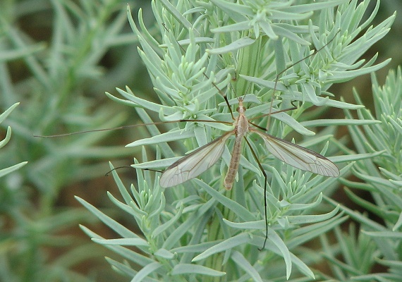 Crane Fly