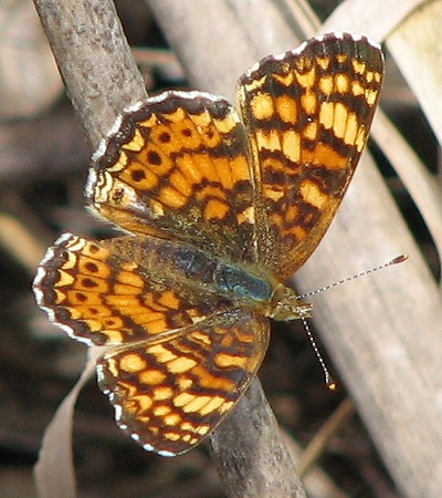 Mylitta Crescent Butterfly