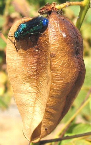 Cuckoo Wasp