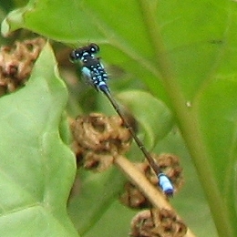 Damselfly