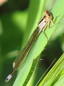 Damselfly