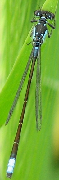 Damselfly