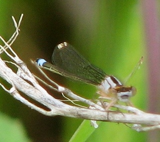 Damselfly