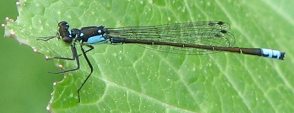 Damselfly