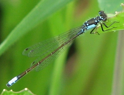 Damselfly