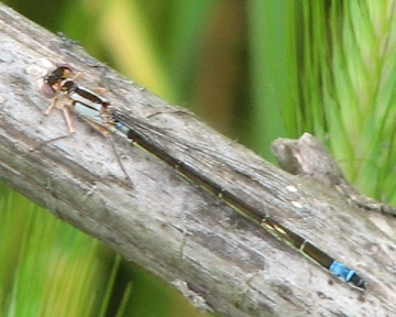 Damselfly