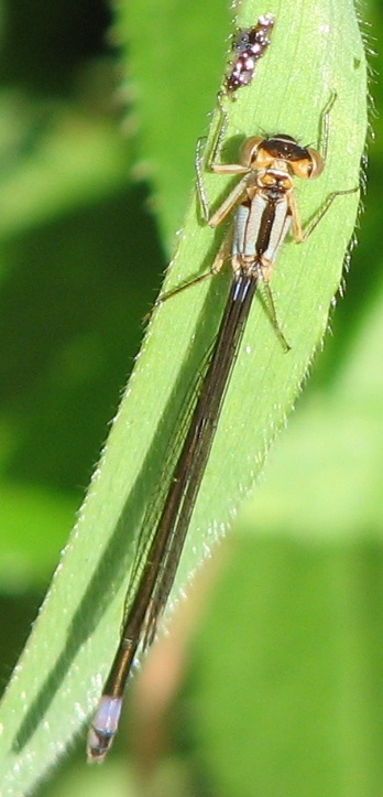 Damselfly