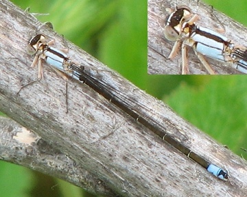 Damselfly