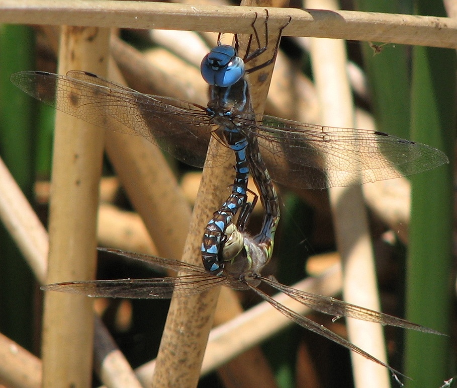 dragonfly