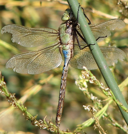 dragonfly