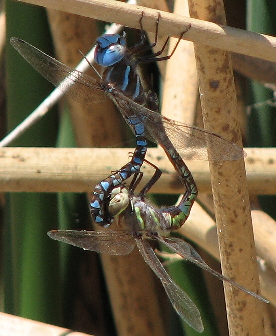 dragonfly