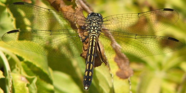 dragonfly