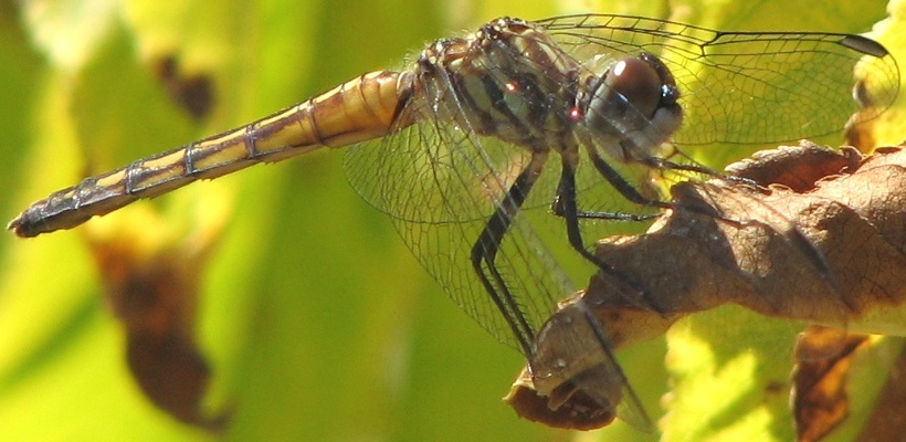 dragonfly